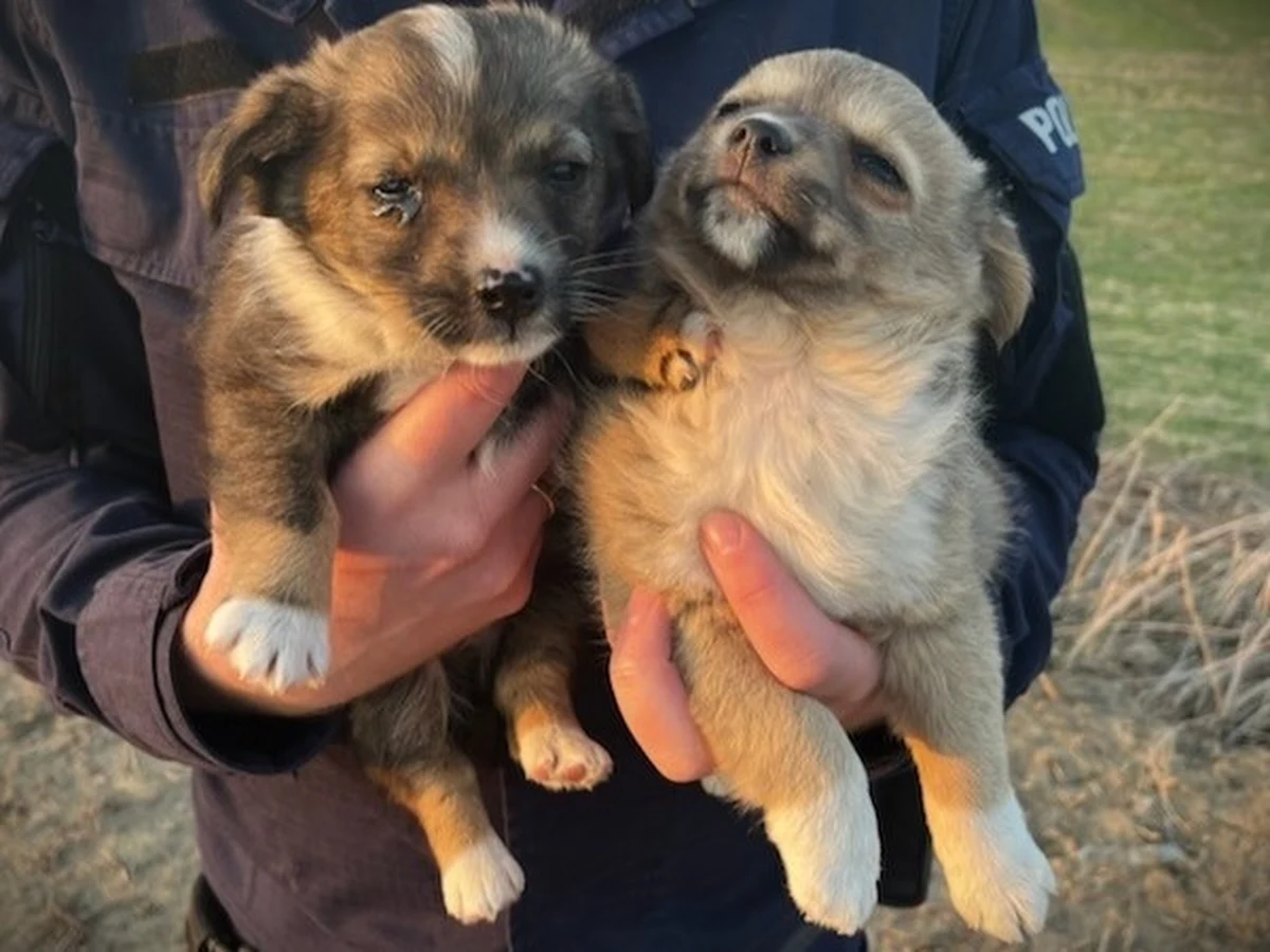 Cztery urocze szczeniaczki porzucone w pobliżu peronu kolejowego w Arcelinie na Mazowszu zostały uratowane przez policjantów z Płońska. Pieski trafiły pod opiekę weterynarza.