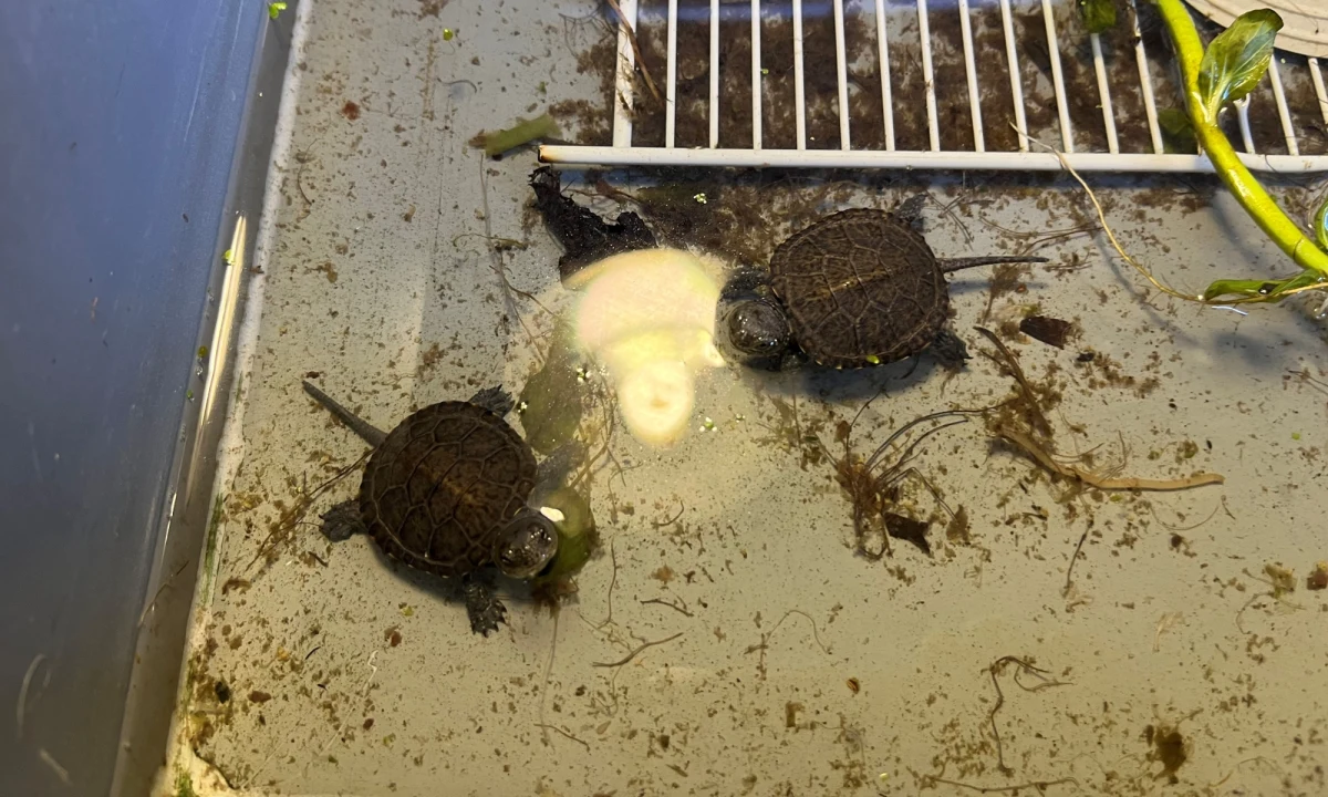 Jeszcze około 200 młodych żółwi czeka na wypuszczenie na teren Poleskiego Parku Narodowego. Młode gady, które wykluły się w zeszłym roku, przebywają w Ośrodku Ochrony Żółwia Błotnego.