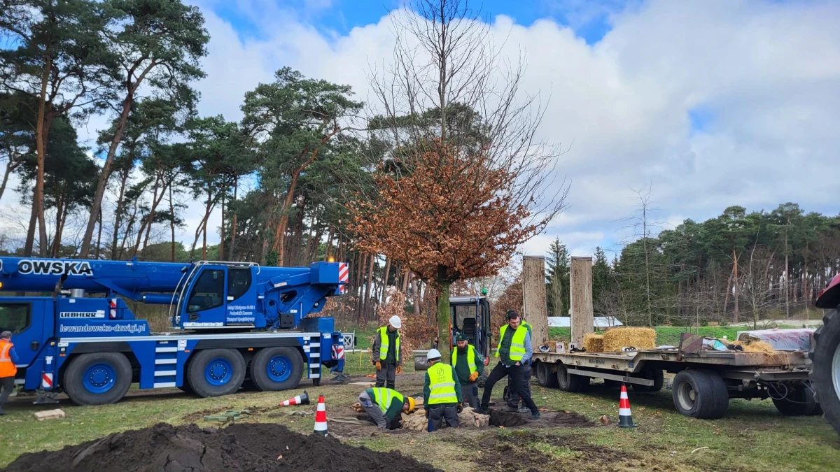 Z okazji jubileuszu 100-lecia Ogrodu Dendrologicznego Uniwersytetu Przyrodniczego w Poznaniu posadzono majestatycznego buka pospolitego. Drzewo ma 8 metrów i waży prawie 2 tony.