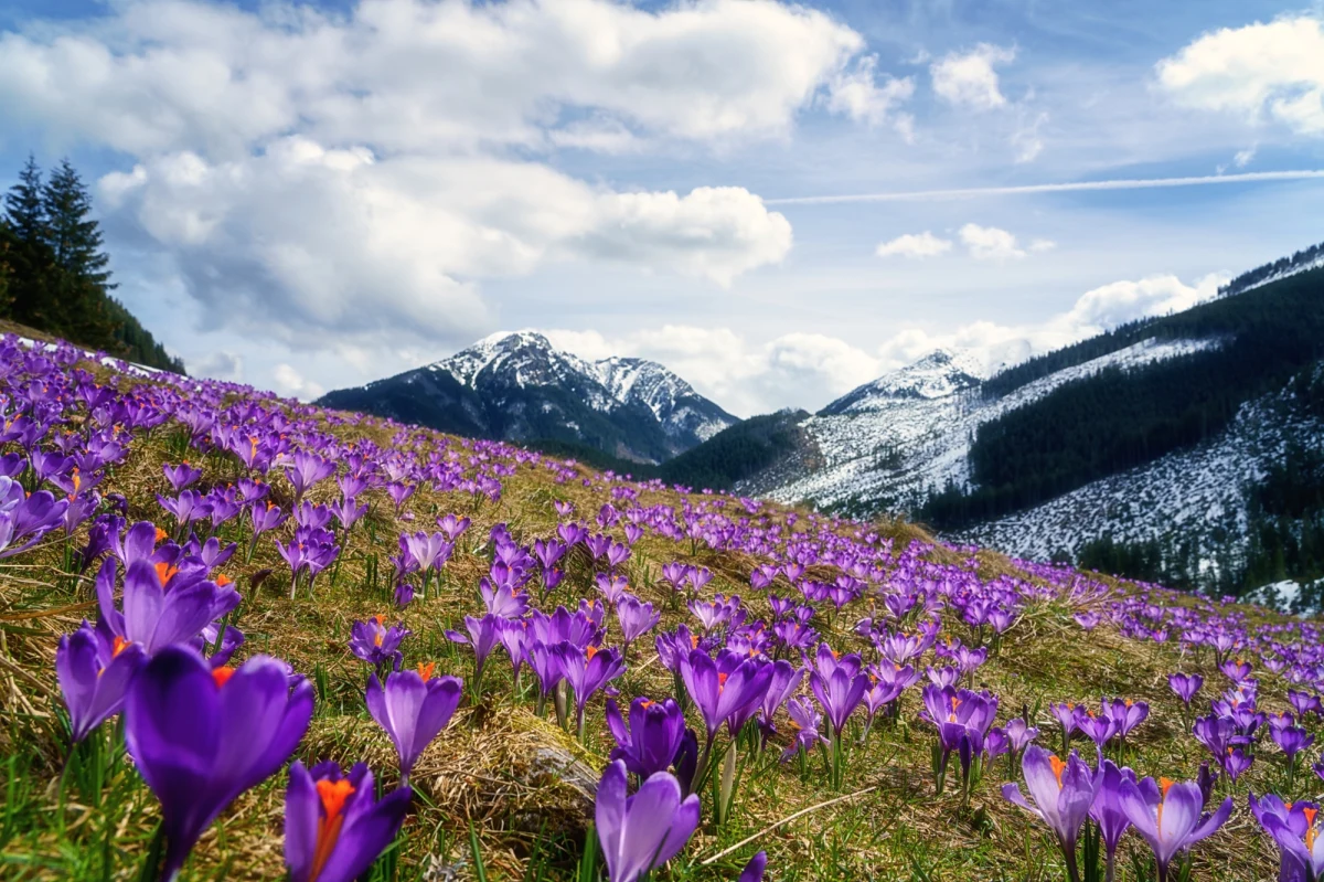 Radni Zakopanego zdecydowali o obniżeniu opłaty miejscowej z 2 zł do 1,90 zł za dobę od osoby. Z kolei sąsiednie Kościelisko podniosło opłatę do 3 zł, ale dało turystom tzw. Pakiet Korzyści.