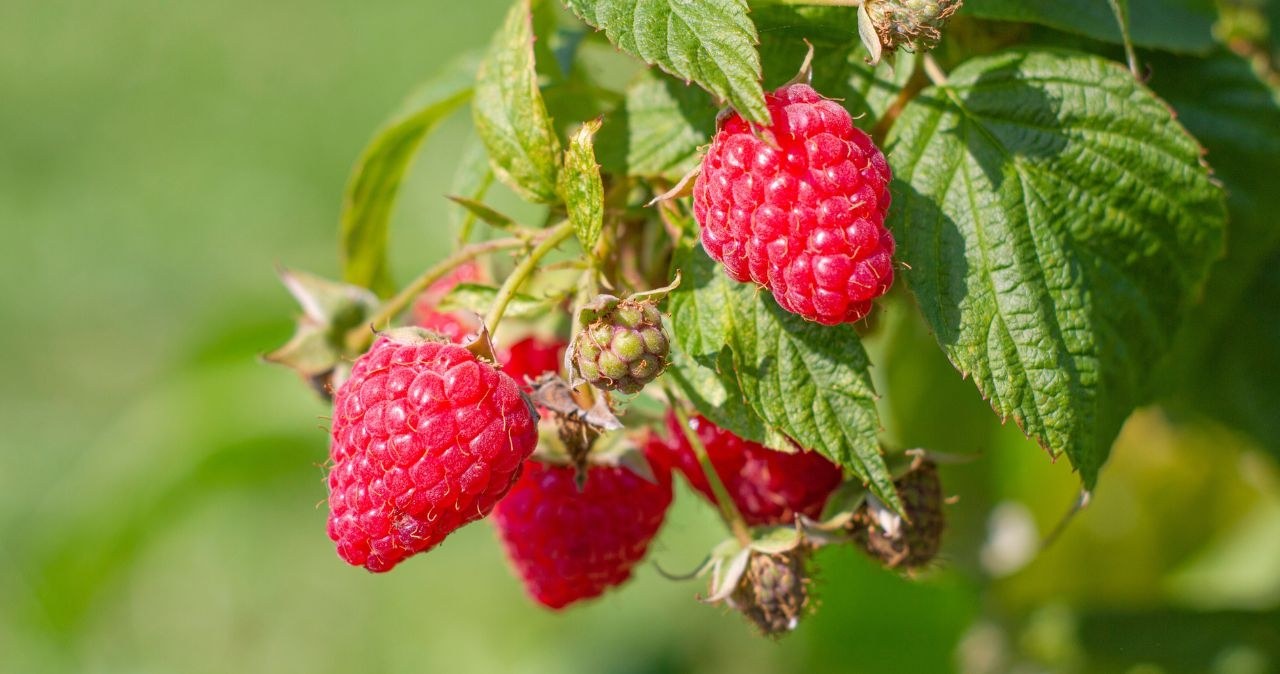 Podsyp tym maliny w marcu. Krzewy będą uginać się od owoców