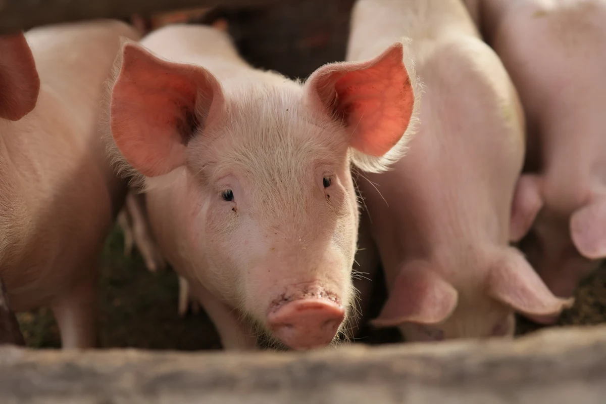 Chińscy naukowcy przeszczepili osobie w stanie śmierci mózgowej wątrobę od genetycznie zmodyfikowanej świni. Jak informuje czasopismo "Nature", organ przez 10 dni po zabiegu pozostawał funkcjonalny. Potem, zgodnie z wolą rodziny zmarłego, eksperyment zakończono. Badacze z Fourth Military Medical University w mieście Xi'an przekonują, że ich sukces daje nadzieję, że organy od modyfikowanych świń pomogą w zaspokojeniu rosnącego zapotrzebowania na przeszczepy wątroby. Wobec niedoboru naturalnych dawców, właśnie ksenotransplantacja, czyli międzygatunkowe przeszczepianie organów, daje szanse pomocy większej liczbie pacjentów, pozostających na listach oczekujących.