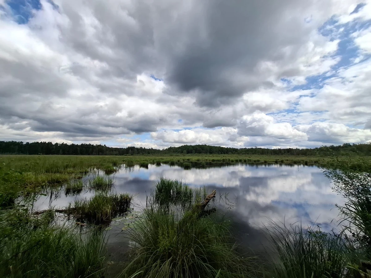 Kolejne trzy rezerwaty przyrody powstaną na Podkarpaciu. Mają chronić cenne obszary borów bagiennych, starodrzew i olsy. 