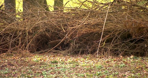 Dęby otoczyli kręgami z gałęzi. O co chodzi?