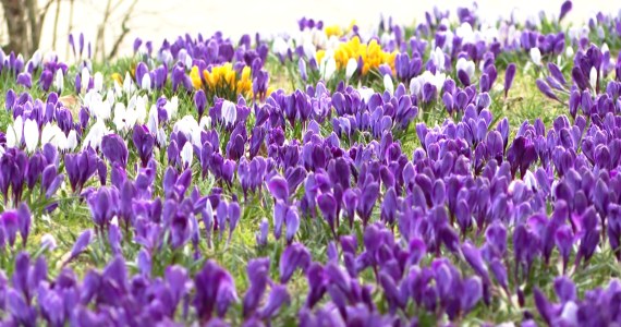 Depczą kwiaty, żeby robić zdjęcia. Mandat choćby 1000 zł