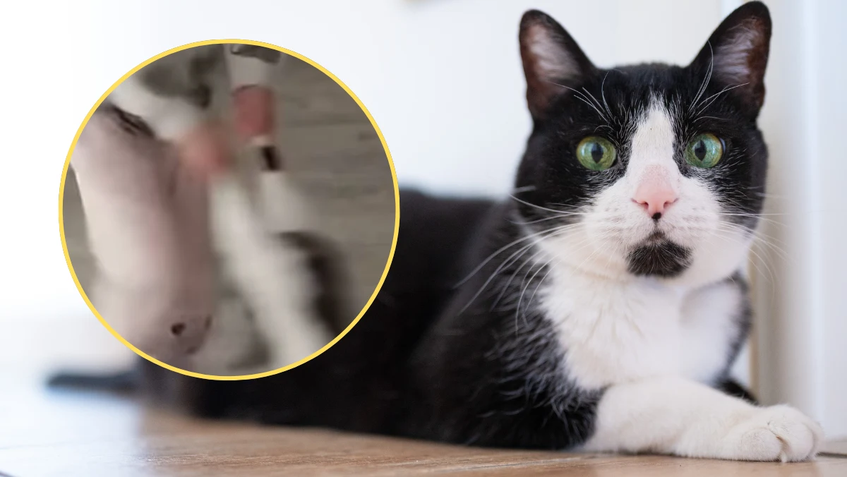 W sieci udostępniono nagranie, na którym widać jak kilkuletnia dziewczynka najpierw z całej siły rzuca półrocznym kotem do basenu z piłkami, a następnie, trzymając go za tylne łapy, kręci się dookoła własnej osi. Matka, która nagrywała całe zdarzenie, śmiała się, zamiast interweniować. Policja postawiła jej zarzut znęcania się nad zwierzęciem.