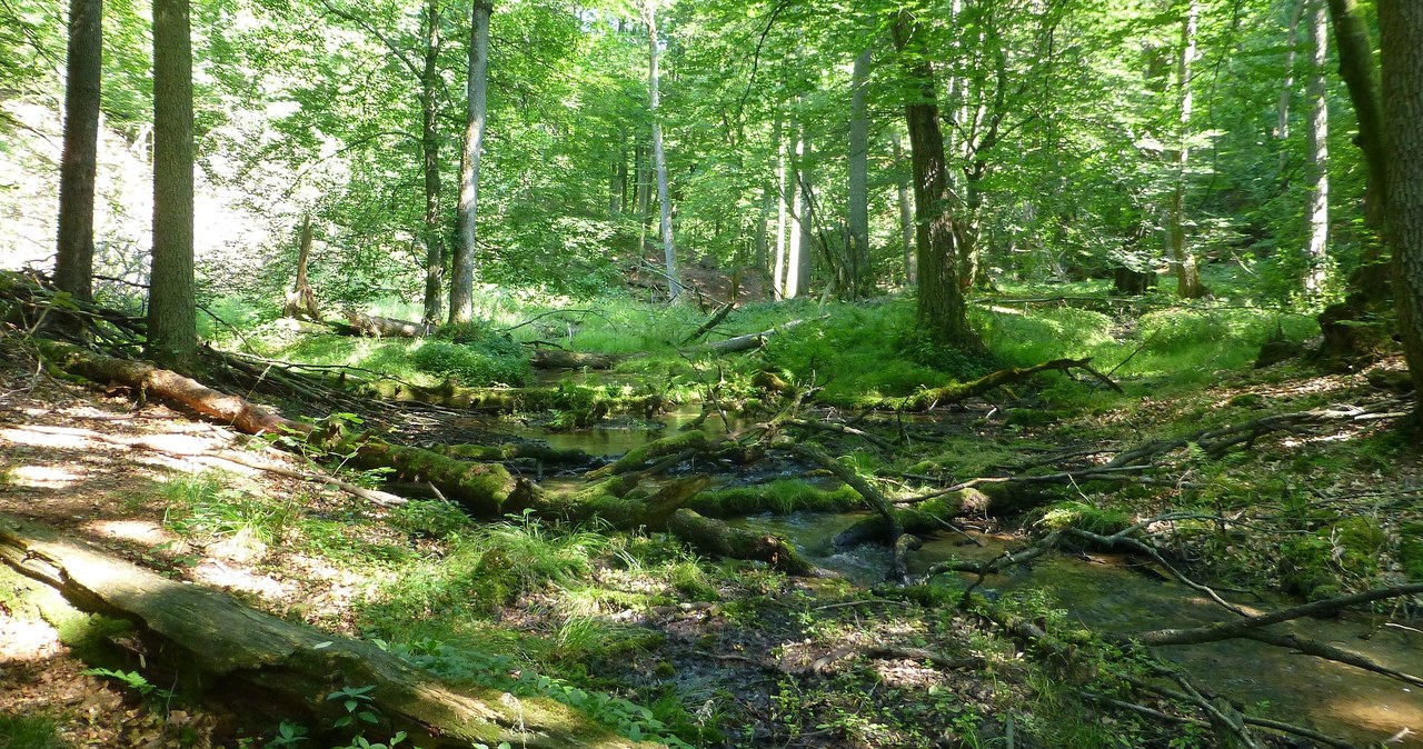 Bory Krajeńskie - tu króluje natura. Zdrowie na wyciągnięcie ręki
