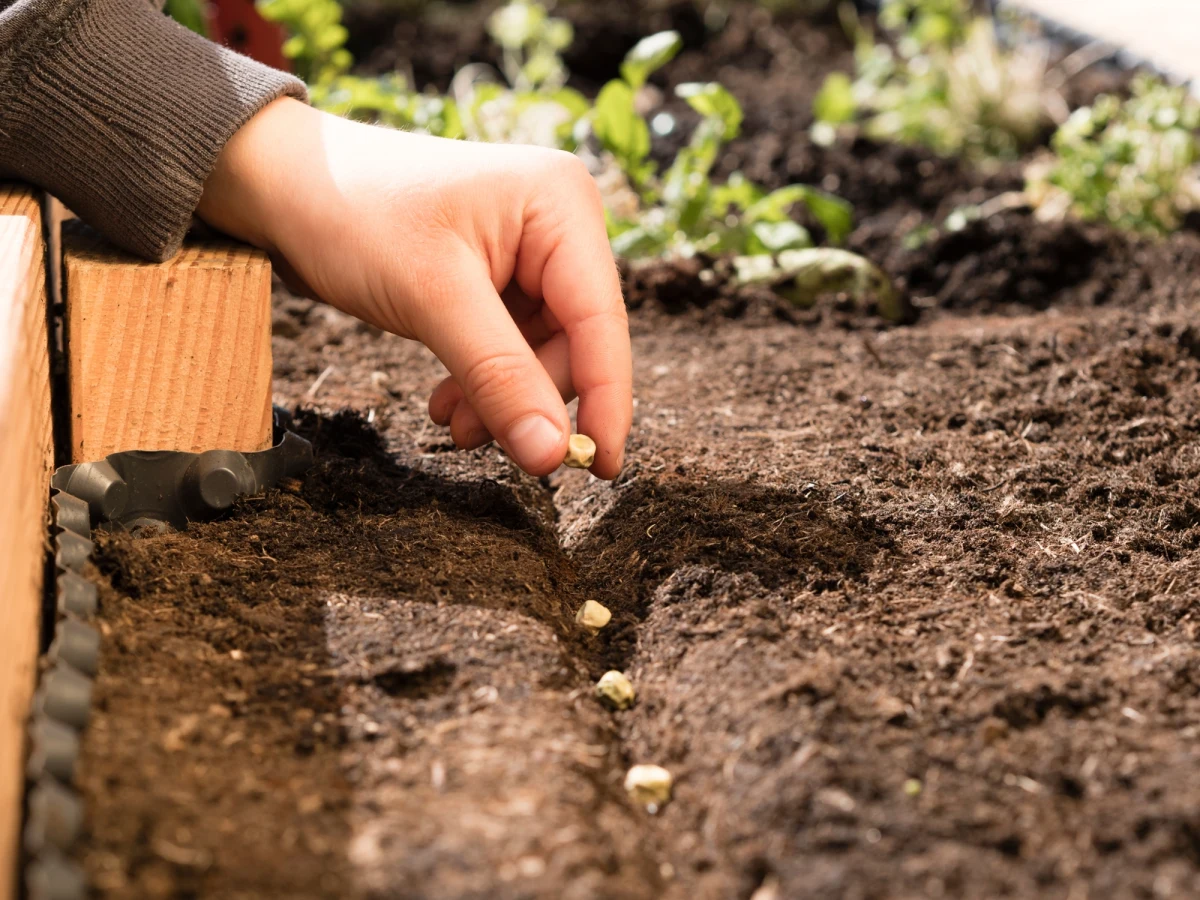 Pismo "Nature" dostarcza nowych informacji o walce z antybiotykoopornymi bakteriami. Okazuje się, że pomóc w niej mogą bakterie glebowe, a zasadniczo wytwarzana przez nie lariocydyna. "Nature" pisze, że to peptydowy antybiotyk, który zabija problematyczne bakterie, atakując ich rybosomy.
