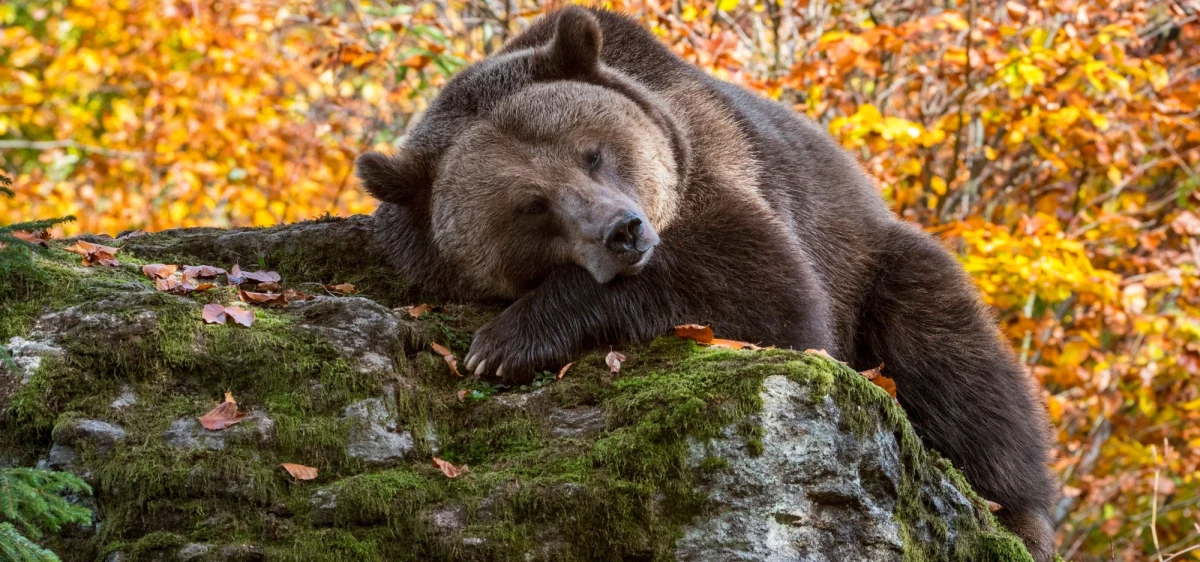 Niedźwiedź zabił mężczyznę na Słowacji. Do tego zdarzenie doszło w pobliżu miejscowości Detva w środkowej części kraju. 
