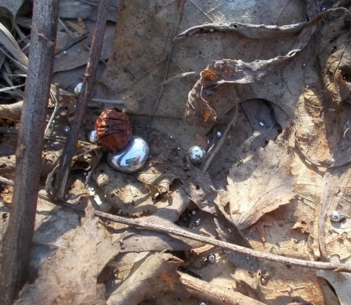 W warszawskim parku Pokoleń na Wilanowie doszło do niecodziennego zdarzenia. Dwoje dzieci, bawiąc się, przypadkowo rozbili słoik z rtęcią. 