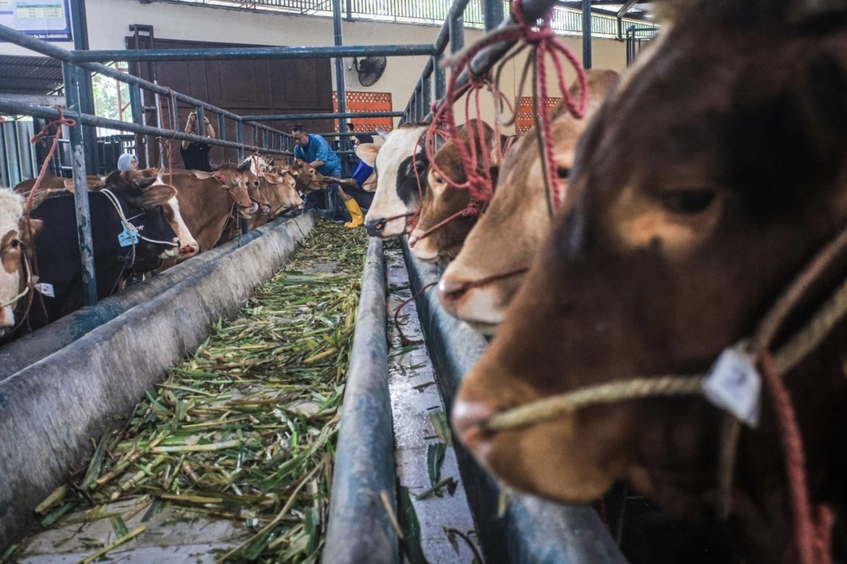 Będą wzmożone kontrole transportów mięsa i zwierząt na granicach ze Słowacją, z Czechami i Niemcami w związku z pryszczycą - Takie informacje przekazał we wtorek premier Donald Tusk. W Polsce nie stwierdzono do tej pory żadnego ogniska tej choroby; pojawiły się one za to na Węgrzech i Słowacji. Dziennikarze RMF FM zbierają odpowiedzi na najczęstsze pytania, jakie zadajecie na temat pryszczycy.