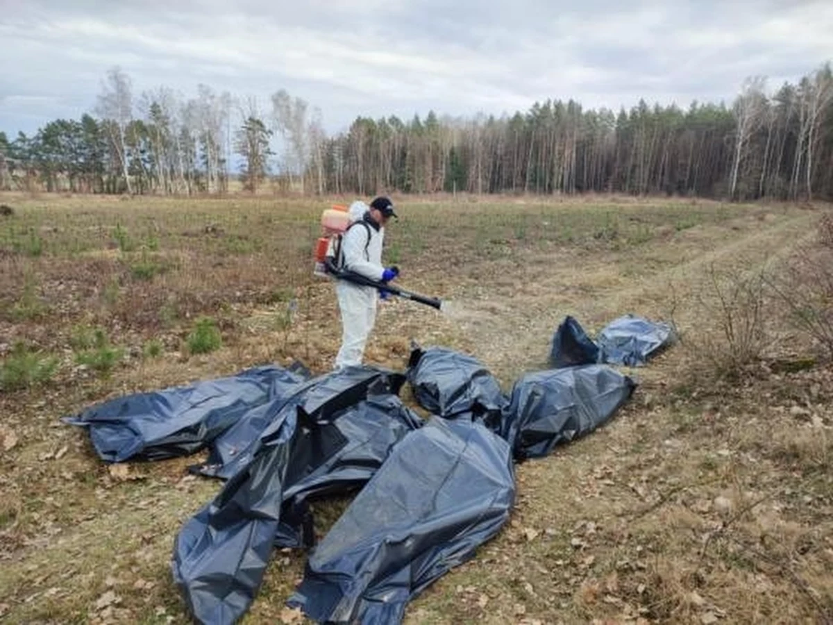 Prawie 700 martwych kur, które wyrzucili do lasu nieznani sprawcy znaleziono w nadleśnictwie Nidzica - poinformowała w środę Regionalna Dyrekcja Lasów Państwowych w Olsztynie w Warmińsko-Mazurskiem. Leśnicy powiadomili policję, służby weterynaryjne i sanepid.
