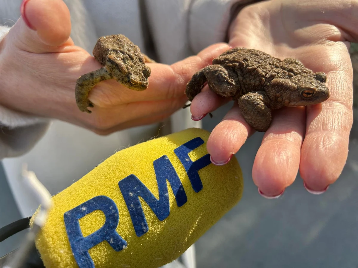 Ropuchy szare ruszyły w drogę. Po zimowej hibernacji rozpoczęła się migracja tych płazów z lasu do zbiorników wodnych. W Szczecinie grupa społeczników czuwa nad bezpieczeństwem ropuch. Bez ich pomocy te pożyteczne płazy masowo ginęłyby pod kołami aut.
