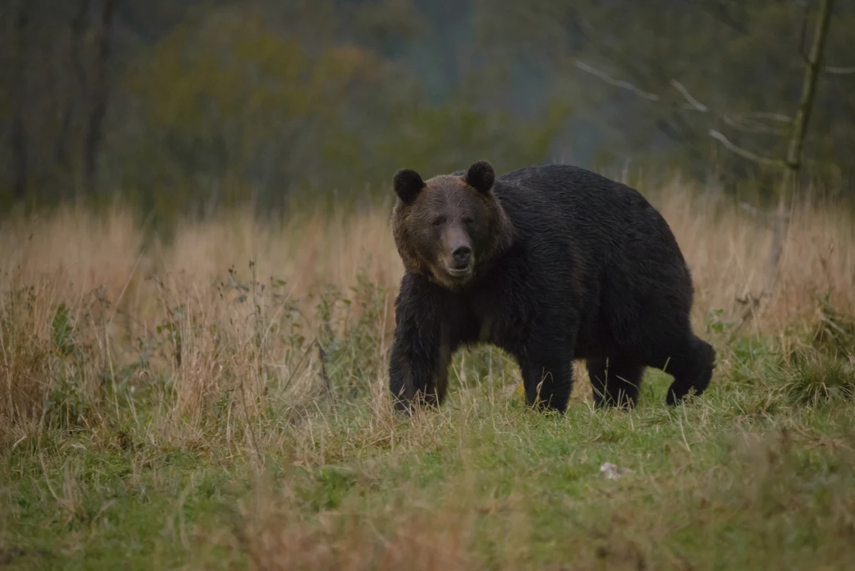 Niedźwiedź zaatakował człowieka w lesie w miejscowości Szczawne w Bieszczadach. 27-latek z licznymi obrażeniami trafił do szpitala. Najprawdopodobniej mężczyzna natknął się na niedźwiedzicę, która była z młodymi.