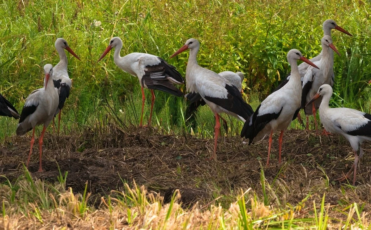 W Polsce żyje około 45 tysięcy par bocianów, co stanowi imponujący udział w światowej populacji tych ptaków - aż jedną szóstą. Tak wynika z wstępnych rezultatów globalnego liczenia bocianów, które zostało przeprowadzone w 2024 roku przez zespół naukowców, przyrodników oraz wolontariuszy. Największe wzrosty odnotowano w województwach lubuskim i wielkopolskim.