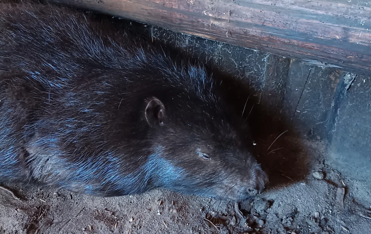 Skatowany bóbr walczy o życie w ośrodku rehabilitacji dzikich zwierząt w Koszalinie. Ktoś kilkukrotnie dźgnął zwierzę widłami. Najprawdopodobniej bóbr padł ofiarą człowieka, który próbował zniszczyć żeremie na rzeczce pod Białogardem.