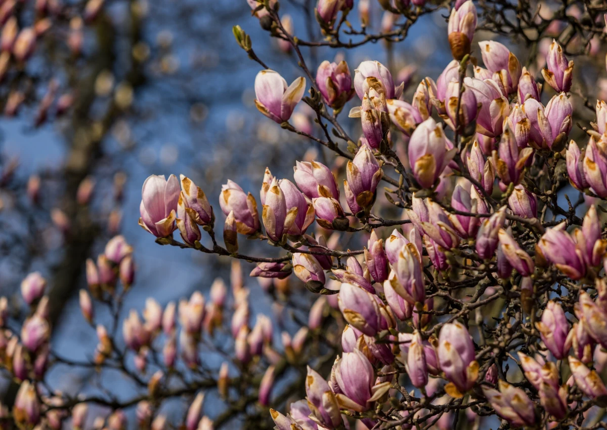 Na Wawelu rozkwitła Magnolia Wawelska – jedno z najbardziej malowniczych drzew w Polsce. Co roku, na przełomie marca i kwietnia, setki osób przybywają na wzgórze, by podziwiać jej imponujące kwiaty i zrobić pamiątkowe zdjęcia. "Instagram będzie żył" – komentują zachwyceni przechodnie.