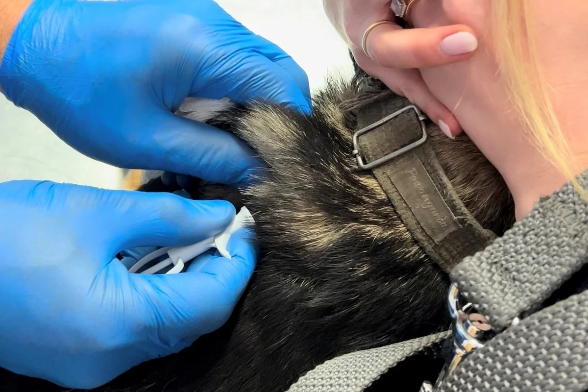 Zadbaj o swojego pupila i zaszczep go bezpłatnie przeciwko wściekliźnie. Przy tej okazji 5 kwietnia w Aleksandrowie Łódzkim - także bez kosztów - można wyposażyć czworonoga w chipa. Celem akcji jest zapobieganie bezdomności zwierząt.