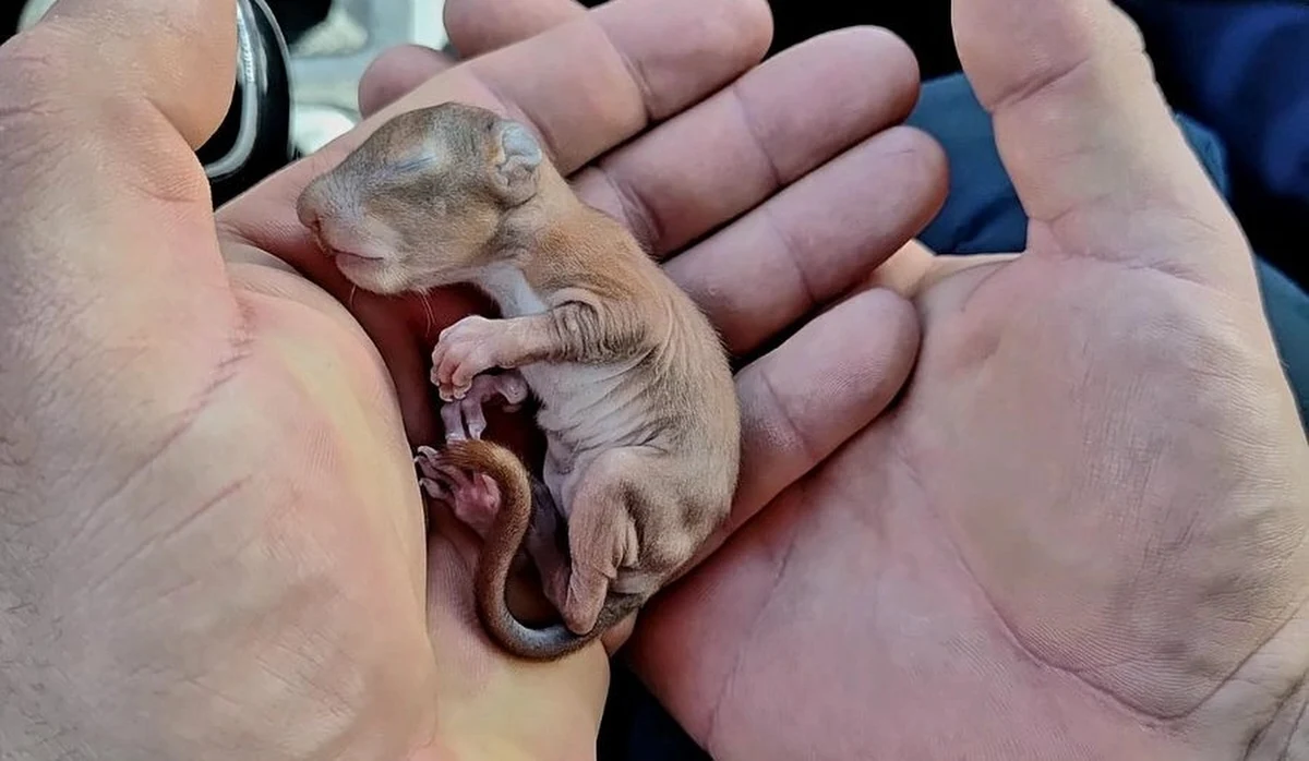 Lubartowscy policjanci ocalili młodziutką wiewiórkę, która wypadła z dziupli. Zwierzę będzie dorastać w specjalistycznej placówce.