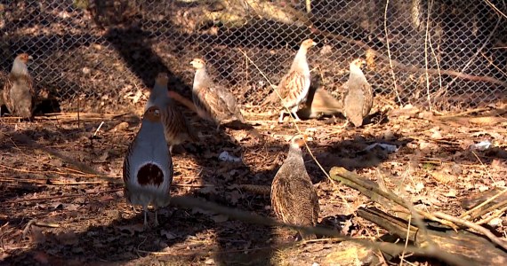Kuropatwy łączą się w pary. Trwa wielka akcja ratunkowa