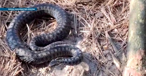 Węże się obudziły. Wśród nich jest jadowita żmija