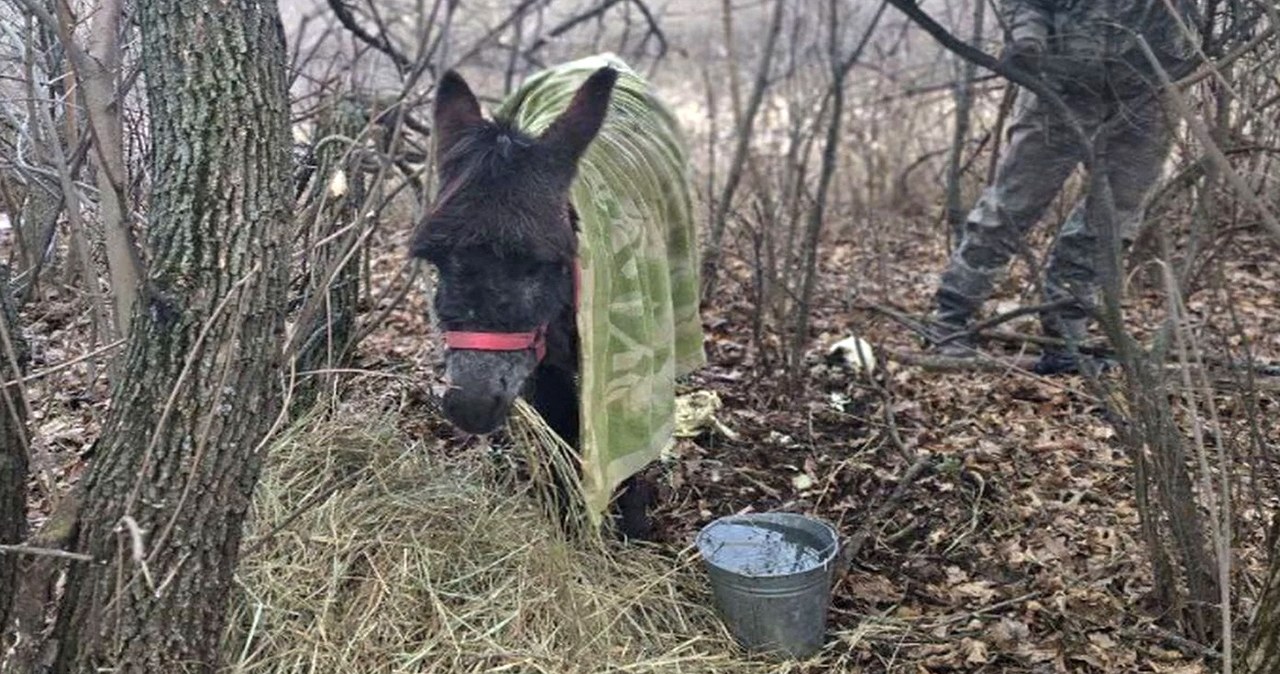 Rosjanie zaskoczyli świat. W wojnie biorą udział zwierzęta