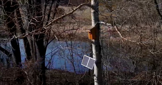 Big Brother wśród ptaków. Zamontowali kamery w budkach