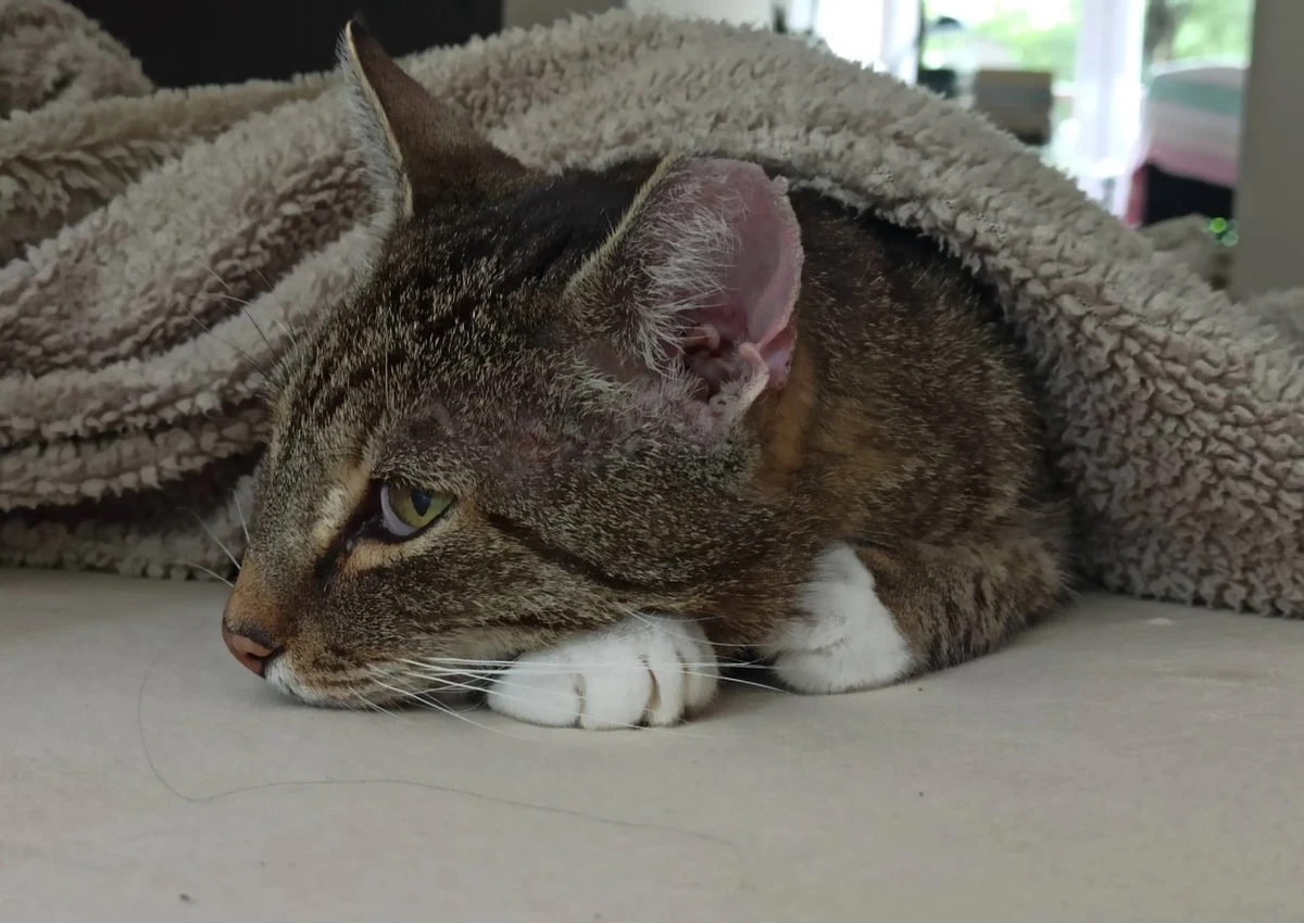 We wrocławskim schronisku 170 psów i 140 kotów czeka na swój dom. Porzucone zwierzaki przebywają też w różnych fundacjach czy domach tymczasowych. Aby zwiększyć ich szanse na znalezienie adopcyjnej rodziny, miasto uruchomiono specjalną podstronę na miejskim portalu, na której znajdziemy zwierzęta przeznaczone do adopcji. 