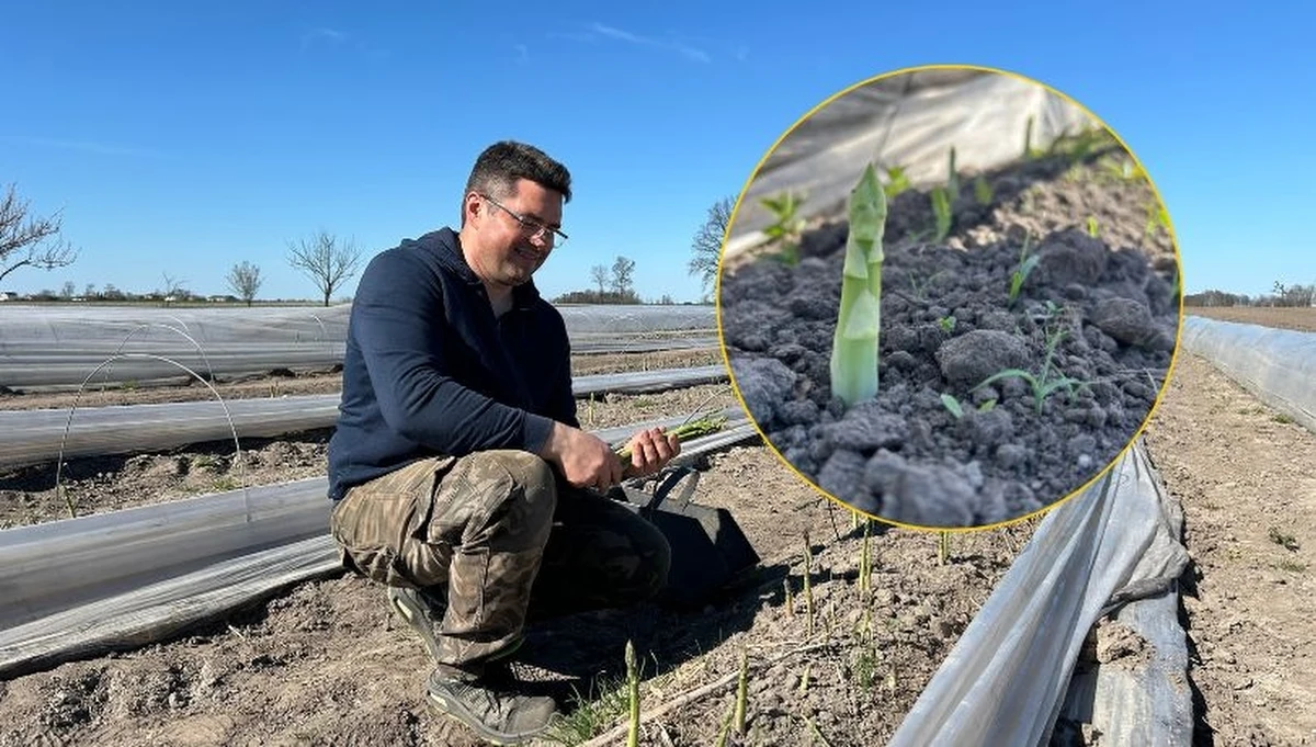 Na rynku pojawiły się pierwsze polskie szparagi! Sezon ruszył wcześniej niż zwykle, ale przez gwałtowną zmianę pogody teraz wyhamuje. Producenci szparagów zabezpieczają uprawy folią. Mają nadzieję, że kapryśna pogoda nie spowoduje dużych strat.