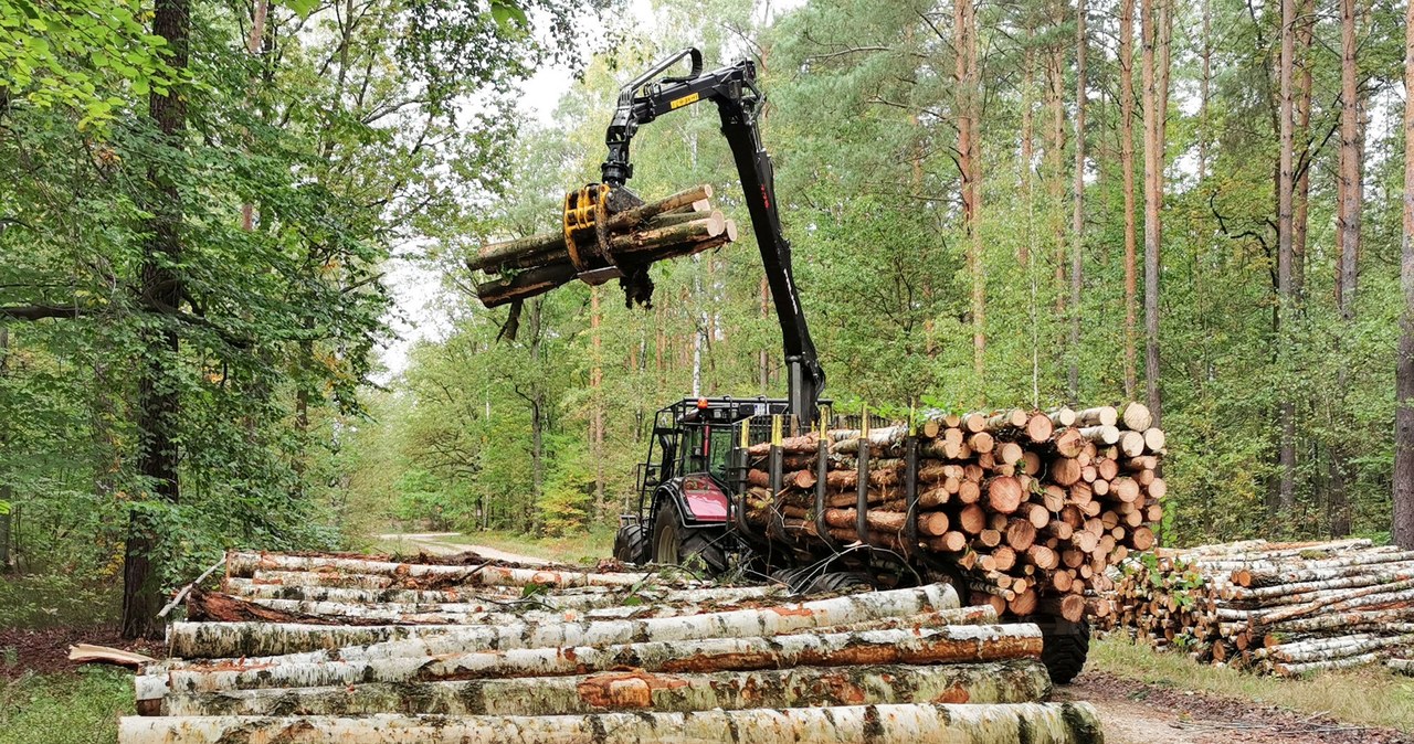 Nie ma drewna, a Lasy Państwowe są pod kreską? MKiŚ zaprzecza