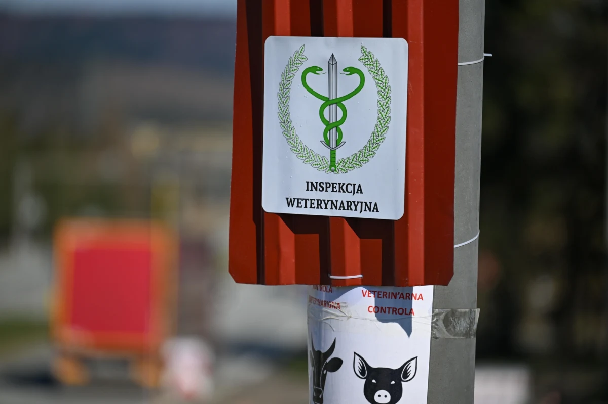 W poniedziałek na dawnych przejściach granicznych w Świecku i Olszynie (woj. lubuskie) rozpoczęły się kontrole wszystkich transportów zwierząt wjeżdżających do Polski. Wyrywkowe kontrole prowadzone są na pozostałych byłych przejściach z Niemcami. To prewencyjne działanie po wykryciu ognisk pryszczycy na Słowacji i na Węgrzech. W Polsce nie stwierdzono dotąd pryszczycy.