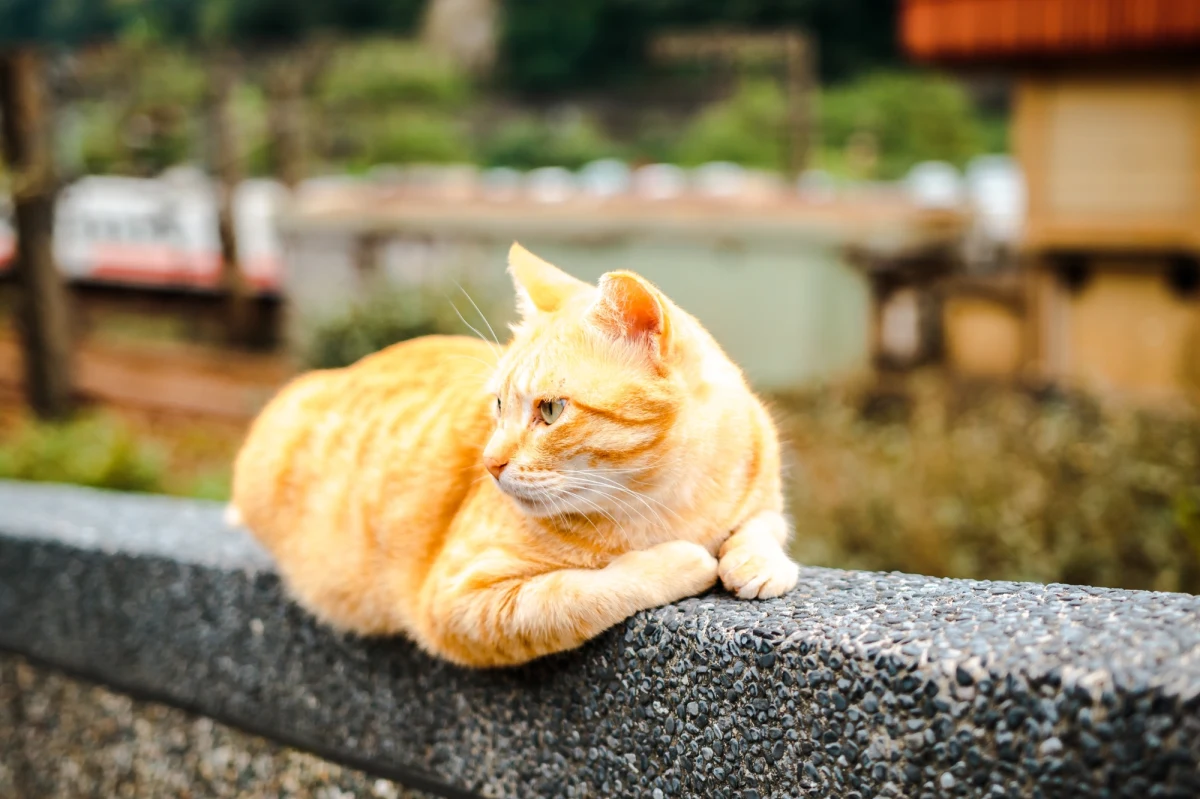 Po śmierci swojego opiekuna rudy kot Garfield przez ponad rok mieszkał przy jego grobie na cmentarzu Povoa de Varzim na północnym zachodzie Portugalii. Teraz zwierzę musi wrócić do rodzinnego domu. Ktoś próbował otruć Garfielda i wymaga on opieki weterynaryjnej.