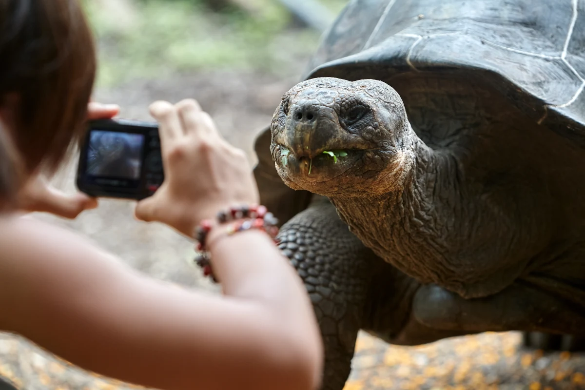 W Zoo w Filadelfii doszło do historycznego wydarzenia – stuletnia para żółwi słoniowych z Galapagos, Mommy i Abrazzo, po raz pierwszy została rodzicami. Pierwsze z czterech jaj wykluło się 27 lutego, a maluchy ważą tyle, co duże jajko kurze. To wyjątkowy moment nie tylko dla ogrodu zoologicznego, ale także dla naukowców i miłośników natury na całym świecie.