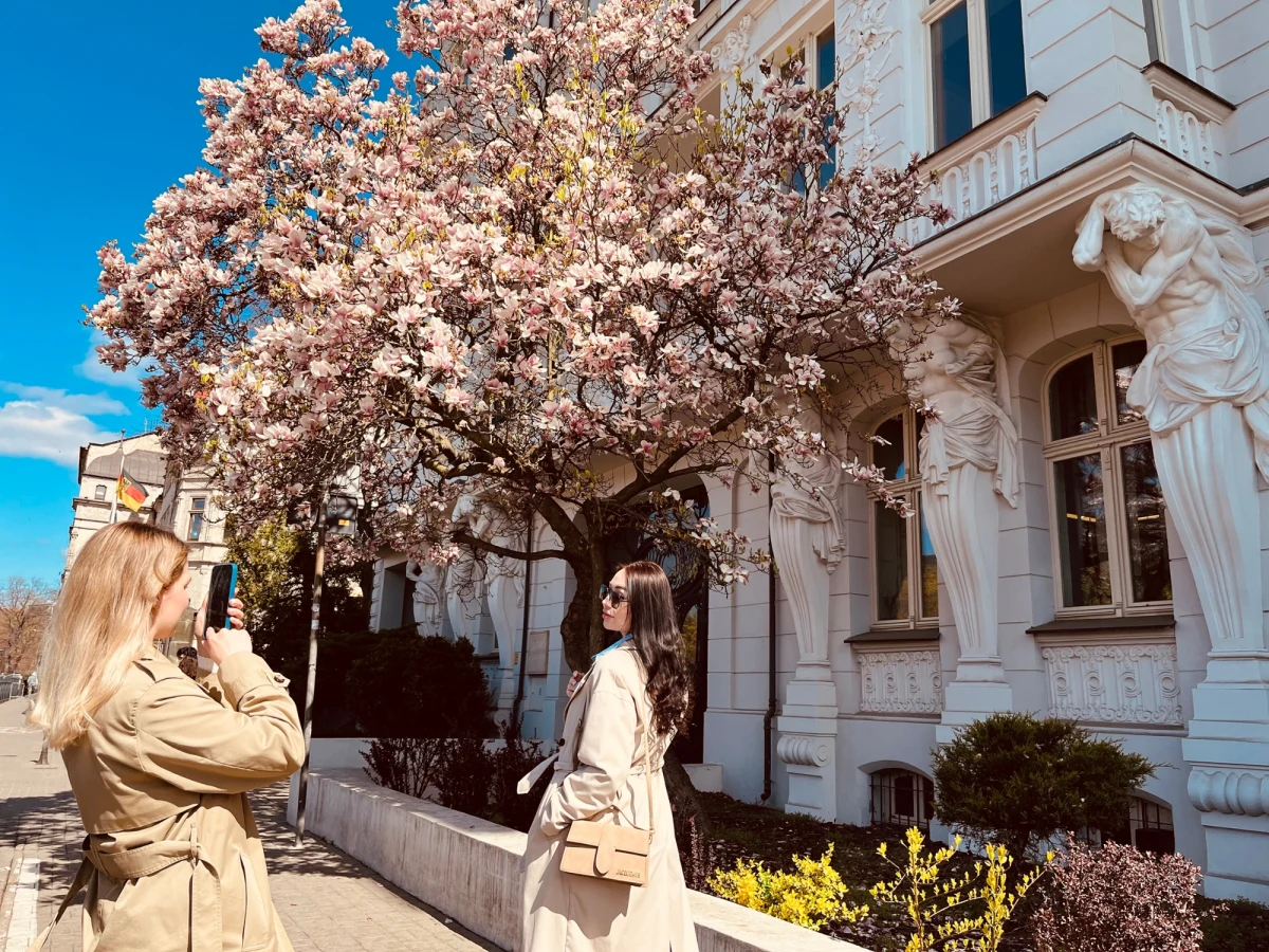 Jest przepiękna i przyciąga wszystkich. Mowa o magnolii na wrocławskim Podwalu, której przyglądała się reporterka RMF FM Martyna Czerwińska.