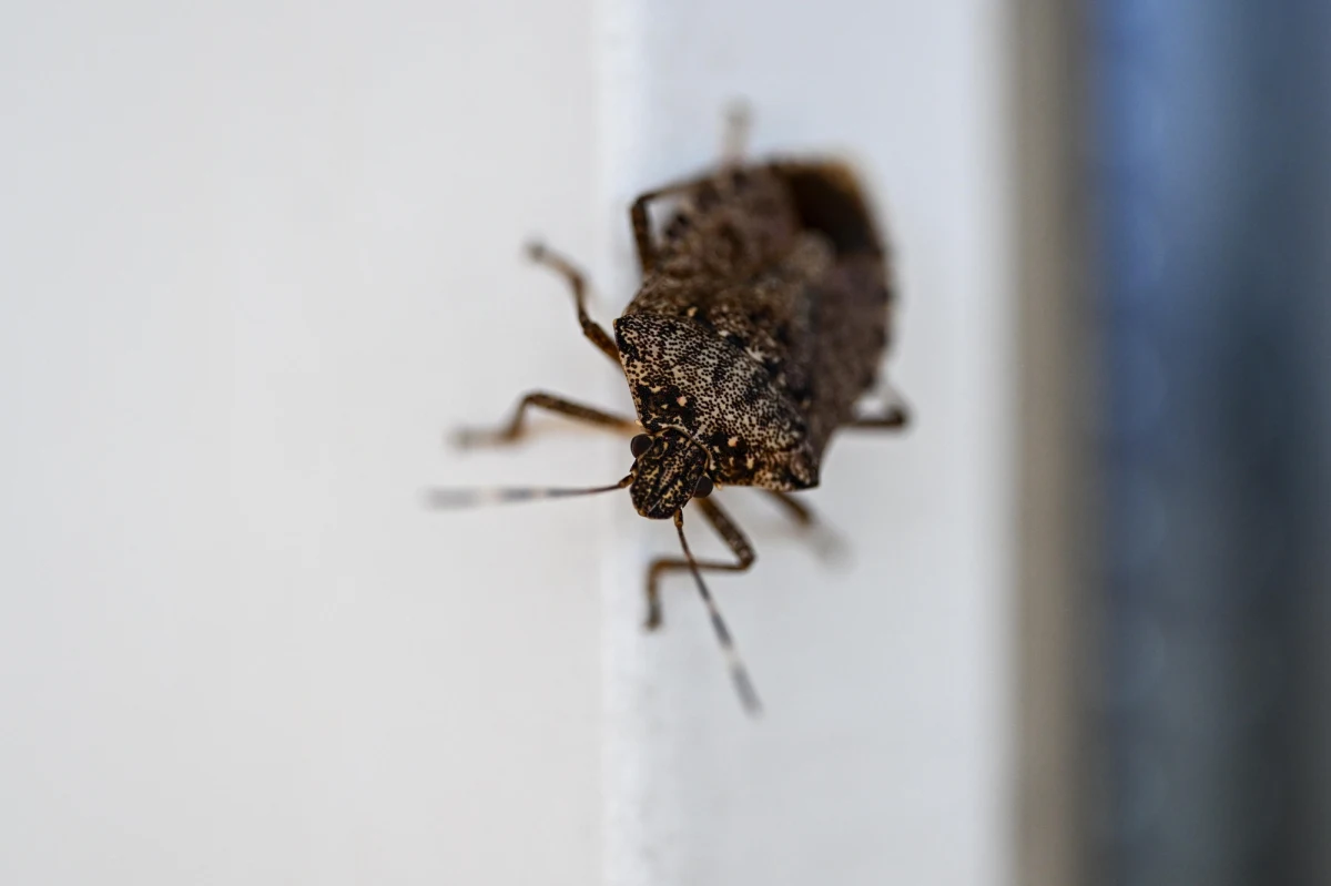Skupieniec lipowy, znany także jako pluskwiak śródziemnomorski, dotarł do Szczecina. Jak informuje Głos Szczeciński, po Wrocławiu, Poznaniu i Zielonej Górze, teraz również to miasto znalazło się na mapie inwazji tego egzotycznego owada, który mimo iż nie stanowi zagrożenia dla ludzi, może stać się problemem dla roślinności miejskiej.