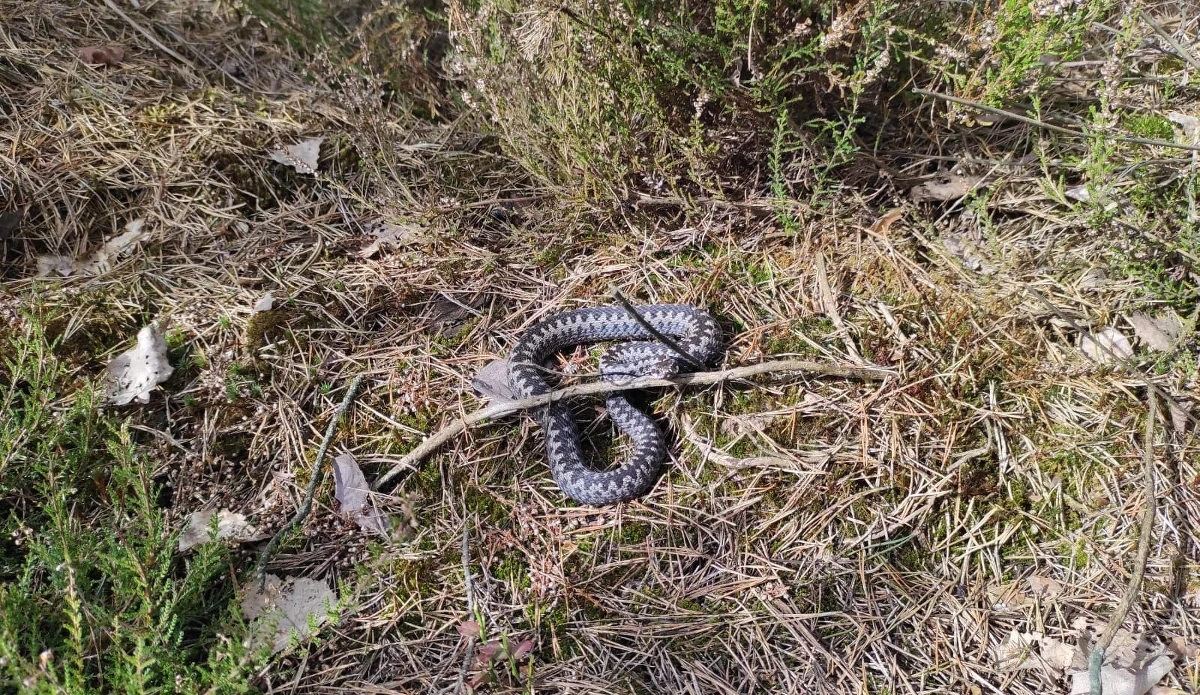 Uwaga na jadowite węże. Nadleśnictwo Lidzbark (woj. warmińsko-mazurskie) ostrzega, że żmije zygzakowate zakończyły okres hibernacji. To gatunek objęty ochroną, ale odwiedzając lasy, pamiętajmy także, by chronić samych siebie.