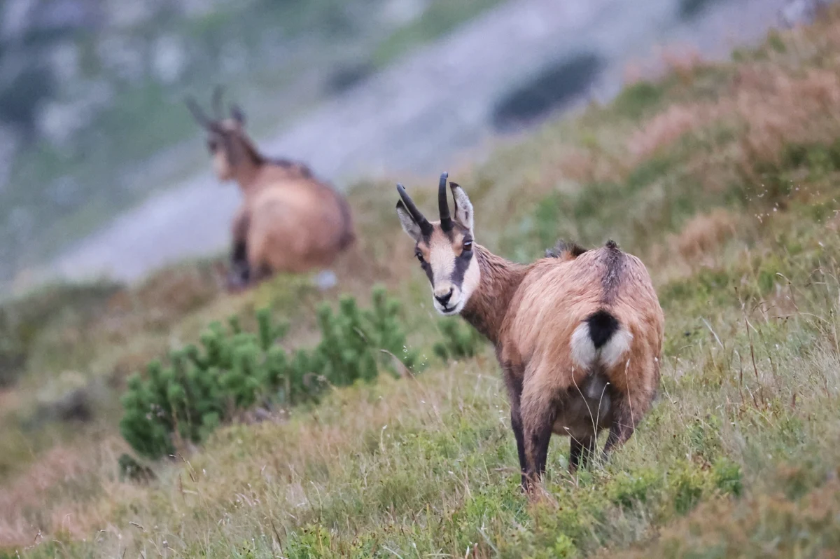 Pryszczyca zagraża dzikim zwierzętom - ostrzega słowacki Tatrzański Park Narodowy (TANAP). Ponieważ wirus się rozprzestrzenia, TANAP apeluje, szczególnie do osób pochodzących z obszarów dotkniętych chorobą, o rezygnację z wizyt w górach. Dzikie zwierzęta, w tym kozice, też mogą się zarazić.