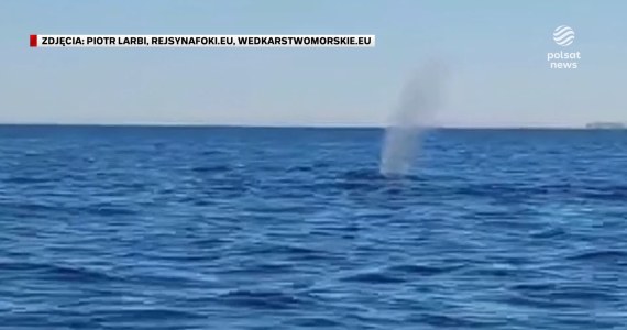 ''Wydarzenia'': Humbak nagrany w Zatoce Gdańskiej. Pływał kilkanaście kilometrów od brzegu