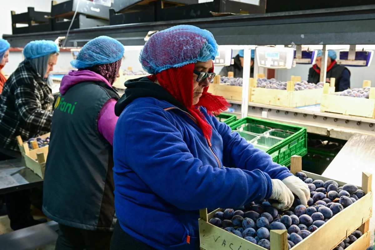 Unia Europejska podjęła w środę decyzję o nałożeniu ceł odwetowych w wysokości do 25 proc. na amerykańskie towary w odwecie za taryfy nałożone przez USA na stal i aluminium. Cła obejmą amerykańskie towary o wartości 22 mld euro. Część z nich zacznie obowiązywać już od połowy kwietnia. Na liście znalazł się między innymi drób czy orzechy, ale już na przykład nie whisky. Cła odwetowe wobec USA poparło 26 państw. Przeciwko były Węgry.