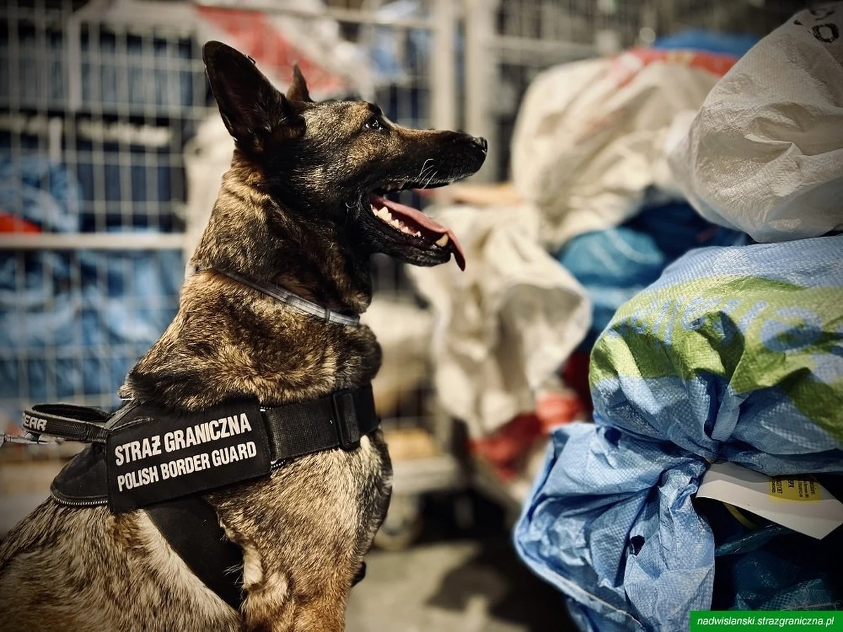 ​Na terminalu cargo lotniska Chopina w Warszawie doszło do nietypowego odkrycia. Pies służbowy straży granicznej o imieniu Drops wywęszył paczki po chipsach zawierające prawie 1,5 kg marihuany. Narkotykowa przesyłka leciała z USA do Czarnogóry.