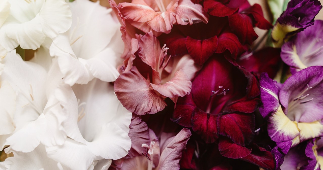 "Złota zasada" sadzenia. Ucieszą oko, zwabią motyle i pszczoły na rabaty