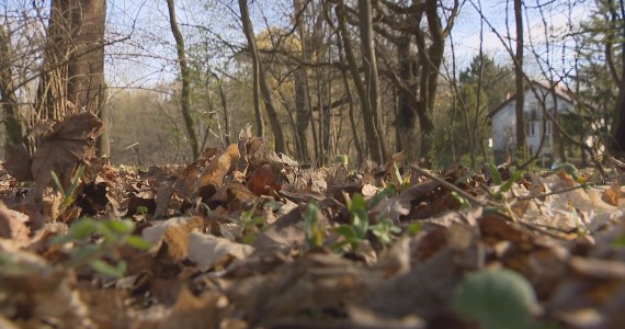 "Wydarzenia": Leśna retencja. Tak walczą z suszą w Poznaniu