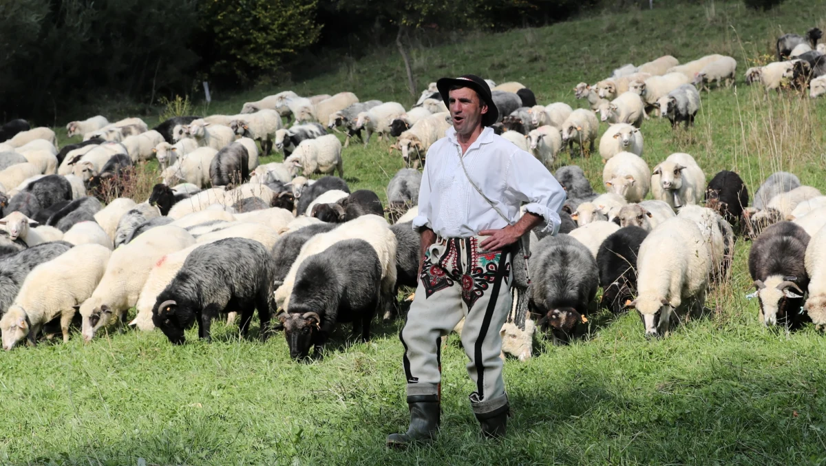 W ramach działań na rzecz ochrony bioróżnorodności oraz zachowania tradycyjnego krajobrazu górskiego, Zarząd Województwa Małopolskiego przeznaczył blisko 2 miliony złotych na projekt wypasu kulturowego owiec. Inicjatywa ta ma na celu nie tylko ochronę przyrody, ale również podtrzymanie wiekowych tradycji pasterskich.