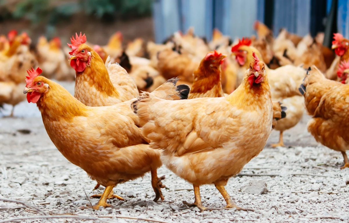 Od 23 kwietnia nie będzie można eksportować drobiu z części regionów w Polsce - ustaliła dziennikarka RMF FM Magdalena Grajnert. Zakaz obejmie powiaty, w których wystąpiły ogniska ptasiej grypy. Obecne środki walki z ptasią grypą nie wystarczają – usłyszała nasza dziennikarka w Brukseli Katarzyna Szymańska-Borginon.