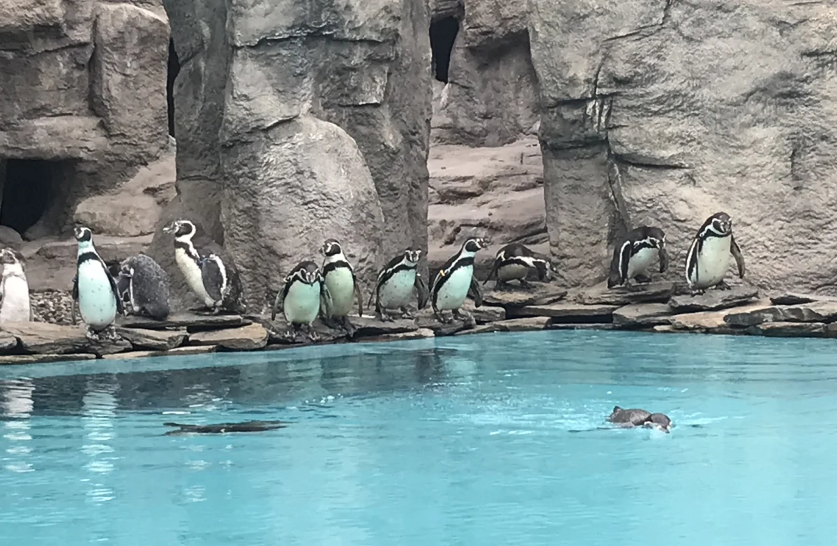 To ważny dzień dla Śląskiego Ogrodu Zoologicznego. Z zewnętrznego wybiegu znowu korzystają pingwiny. To symboliczny początek nowego sezonu w zoo.
