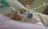 "Wydarzenia": Wymarła choroba wraca. Krztusiec atakuje ze zdwojoną siłą