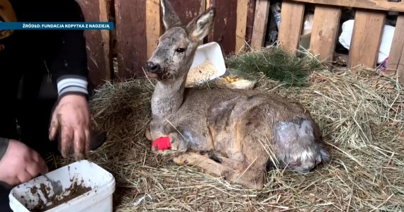 Las to nie miejsce dla psa. Ofiarami padają sarny, jeże, wiewiórki
