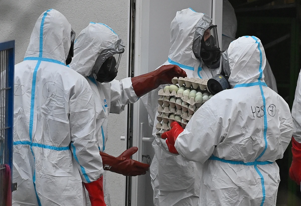 Polska negocjuje z Komisją Europejską zmniejszenie restrykcji związanych z ptasią grypą. Główny weterynarz kraju Krzysztof Jażdżewski, z którym rozmawiała korespondentka RMF FM w Brukseli, przyznał, że pierwotnie KE chciała ustanowić jedną ogromną strefę buforową - od województwa warmińsko-mazurskiego poprzez zachodnie Mazowsze, zachodnią połowę województwa łódzkiego, dużą część kujawsko-pomorskiego i całą Wielkopolskę - z zakazem eksportu i restrykcjami takimi jak np. zakaz wprowadzania piskląt do hodowli. Jażdżewski poinformował, że nie będzie embarga na wywóz drobiu z terenów objętych unijnymi obostrzeniami.