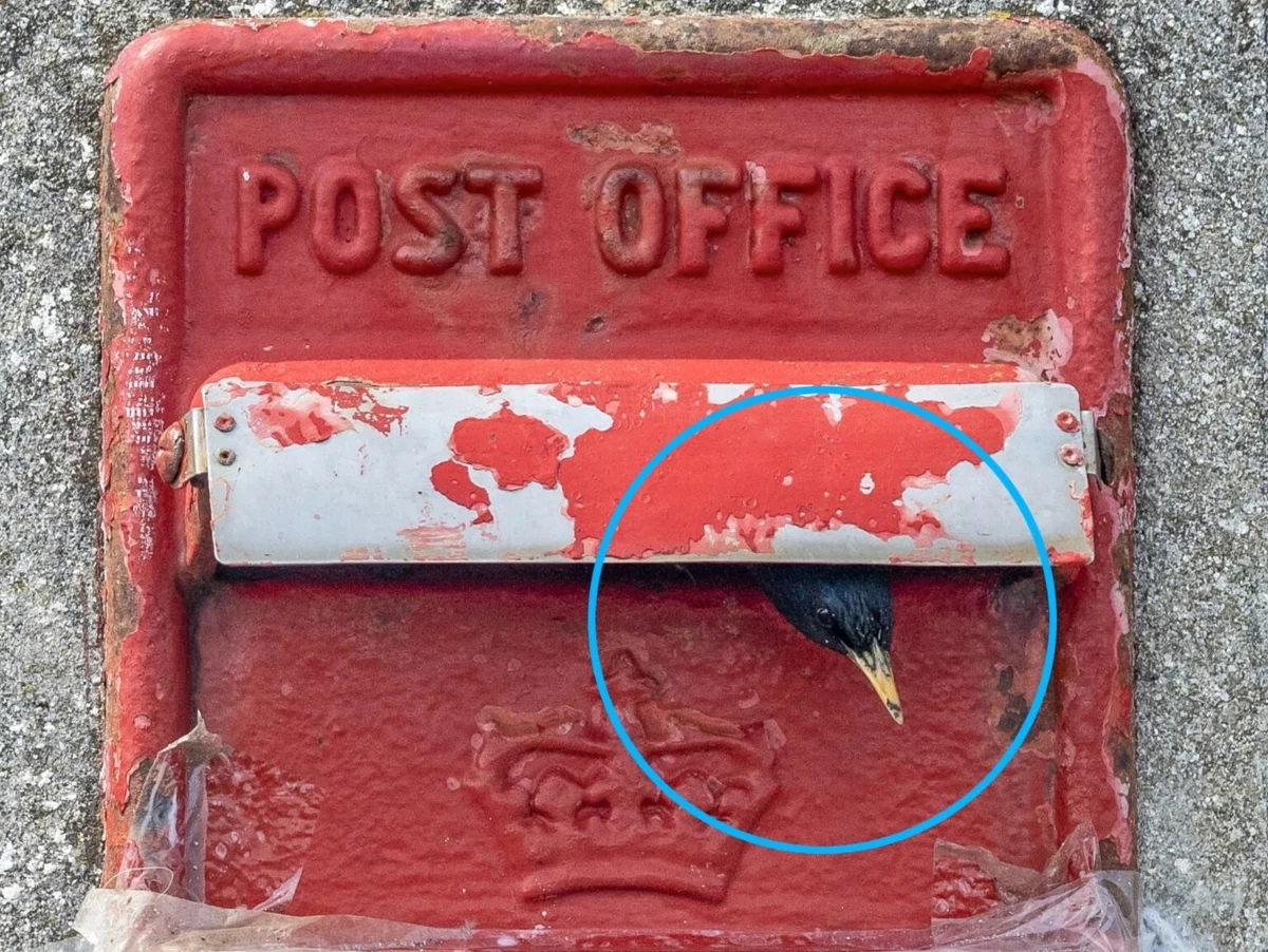 Przyszłość poczty nadchodzi – Royal Mail zaprezentowało nowoczesną skrzynkę pocztową, która zmienia oblicze tradycyjnej wysyłki. W obliczu spadku liczby wysyłanych listów, a wzrostu popularności zakupów online, brytyjski gigant pocztowy wprowadza zasilaną energią słoneczną, cyfrową skrzynkę pocztową, która ma uprościć proces nadawania paczek. To koniec z oczekiwaniem w kolejkach do punktów nadania paczek - teraz wystarczy odwiedzić swoją lokalną skrzynkę pocztową, aby nadać paczkę i otrzymać potwierdzenie nadania, wszystko w zasięgu ręki.