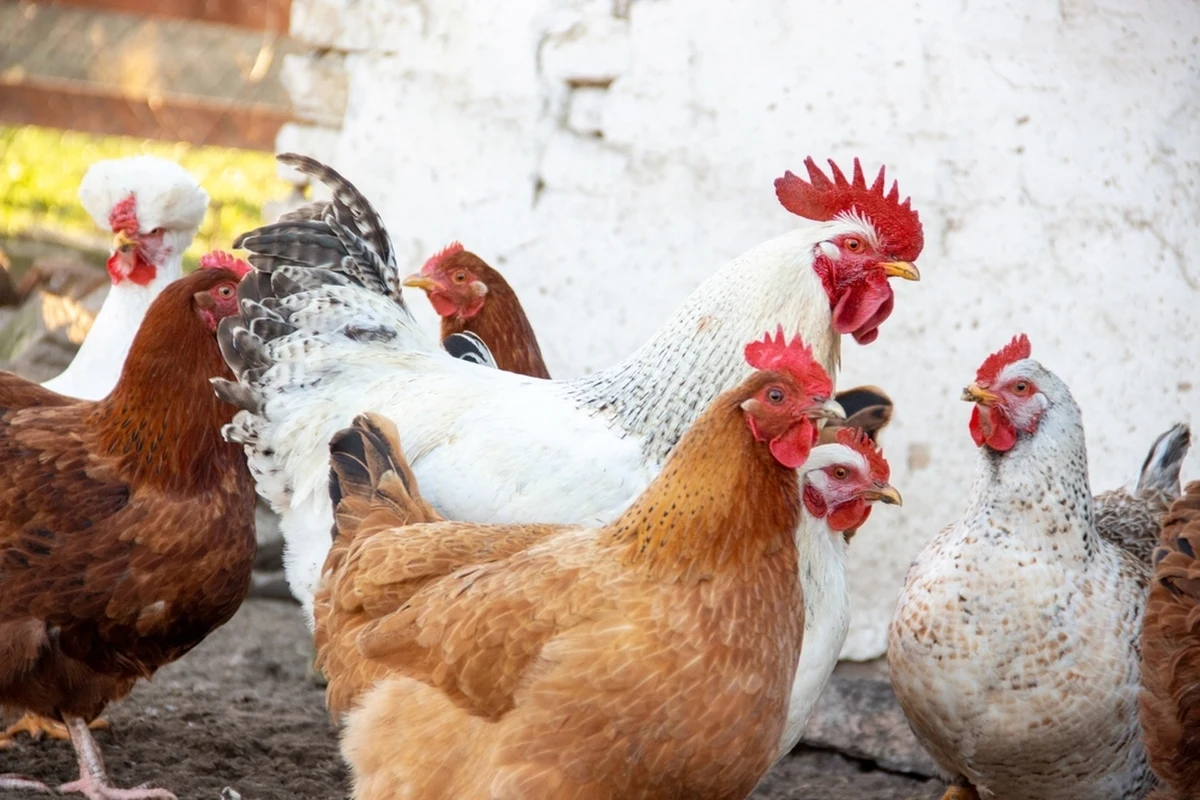 W województwie lubelskim wykryto siódme ognisko rzekomego pomoru drobiu. Tym razem choroba pojawiła się w gospodarstwie hodującym kury w powiecie kraśnickim.